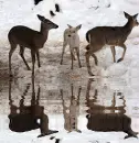 albino deer