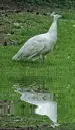 albino peacock