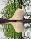 albino peacock