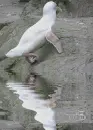 albino penguin