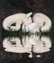 albino python