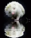 albino hedgehog