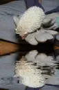 albino hedgehog
