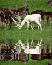 albino deer