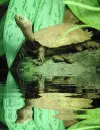 albino turtle