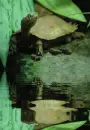 albino turtle