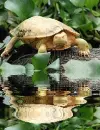 albino turtle
