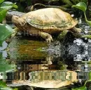 albino turtle