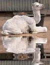 albino camel
