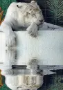 albino tiger