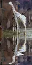 albino giraffe