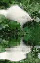 albino porcupine
