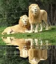 white lions