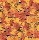 AUTUMN SPARKLE