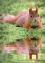 squirrel