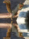 squirrel
