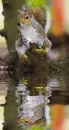 squirrel