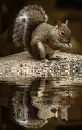 squirrel