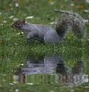 squirrel