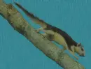 squirrel