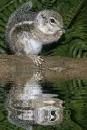 squirrel