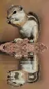 squirrel