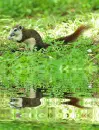 squirrel