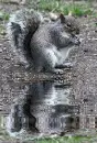 squirrel