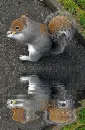 squirrel