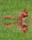 squirrel