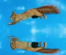 squirrel