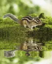 squirrel