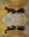 squirrel