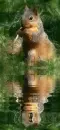 squirrel