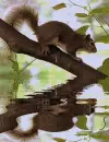 squirrel
