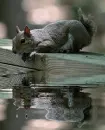 squirrel