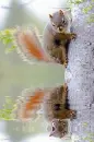 squirrel
