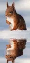 squirrel