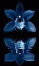 orchidea