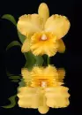 orchidea