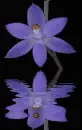 orchidea