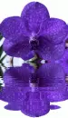 orchidea