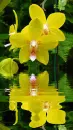 orchidea