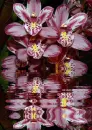 orchidea