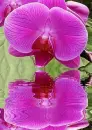 orchidea