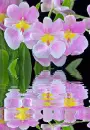 orchidea
