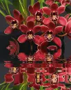 orchidea
