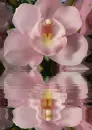 orchidea
