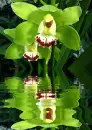 orchidea