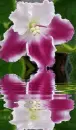 orchidea